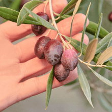 Load image into Gallery viewer, Graza Sizzle Extra Virgin Olive Oil - 그라자 쿠킹용 엑스트라 버진 올리브 오일