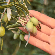 Load image into Gallery viewer, Graza Drizzle Extra Virgin Olive Oil - 그라자 피니싱 엑스트라 버진 올리브 오일
